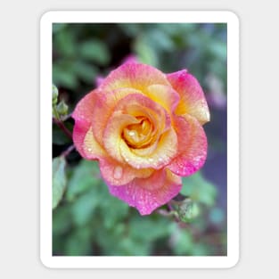 Multicolored Rose in Spring Rain Sticker